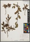 Foto von Salix waldsteiniana Willd.